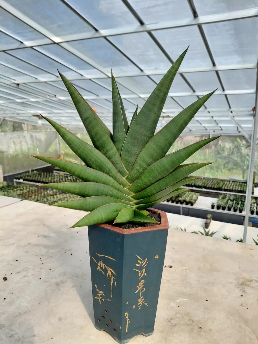 Kondisi Pot
